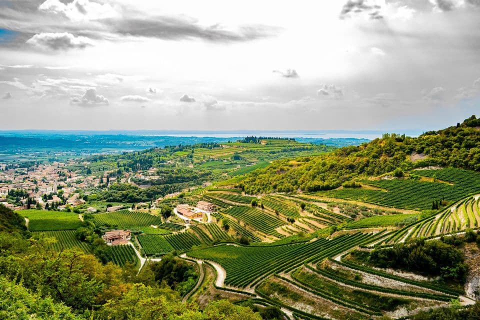 Un'ampia vista di vigneti a terrazze su verdi colline che dominano una città e un lago lontano sotto un cielo parzialmente nuvoloso.