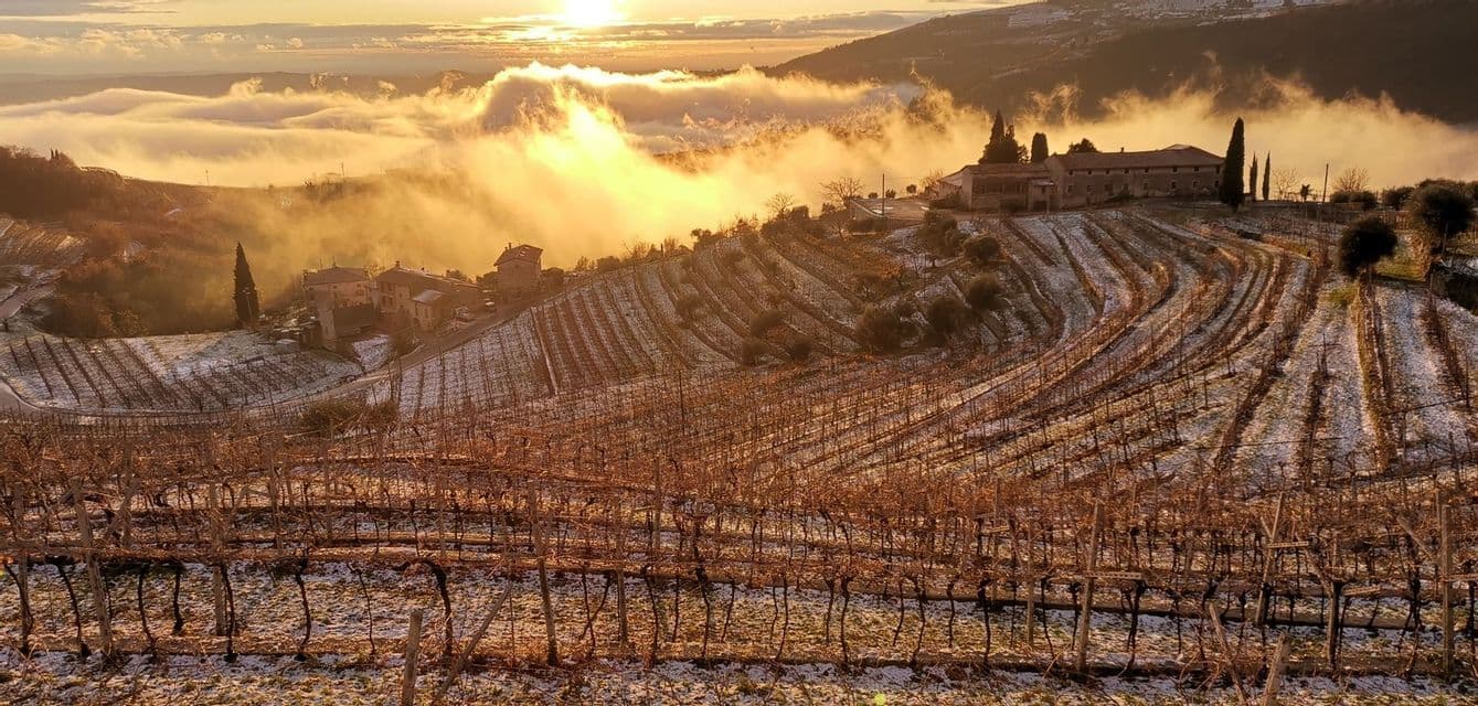 Vigneti a terrazze coperti di neve su un fianco di collina, con la luce dorata del sole che illumina una valle di nuvole sottostante.