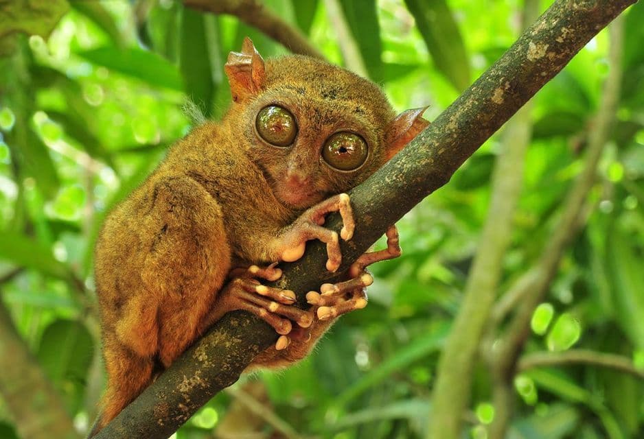 Un petit tarsier aux grands yeux s'accroche à une branche d'arbre au milieu d'un feuillage vert luxuriant.