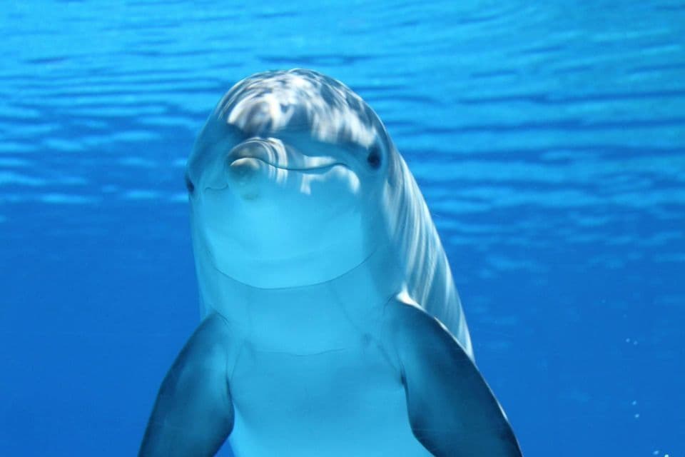 A close-up of a dolphin looking towards the camera while submerged in clear blue water, its skin reflecting the light from the surface.