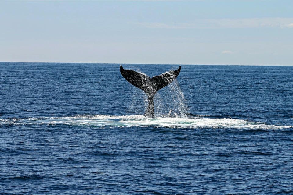 The tail of a whale splashes water as it dives into the deep blue ocean.