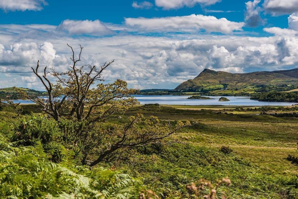 Un arbre noueux sur une colline verdoyante couverte de fougères, surplombant un lac et des montagnes sous un ciel partiellement nuageux.