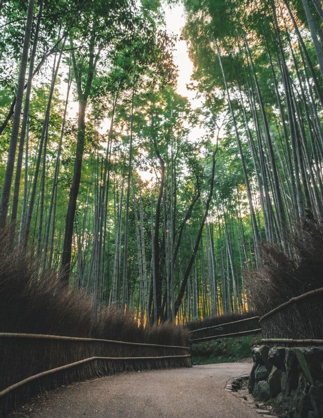 Un sendero sinuoso atraviesa un denso bosque de bambú alto y verde, flanqueado por una rústica valla de mimbre, capturado desde un ángulo bajo.