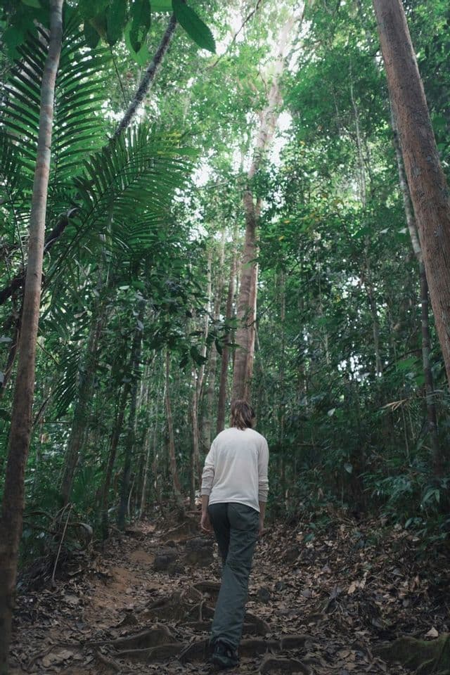 Una persona de espaldas sube por un sendero empinado de tierra rodeado de árboles altos en una selva exuberante.