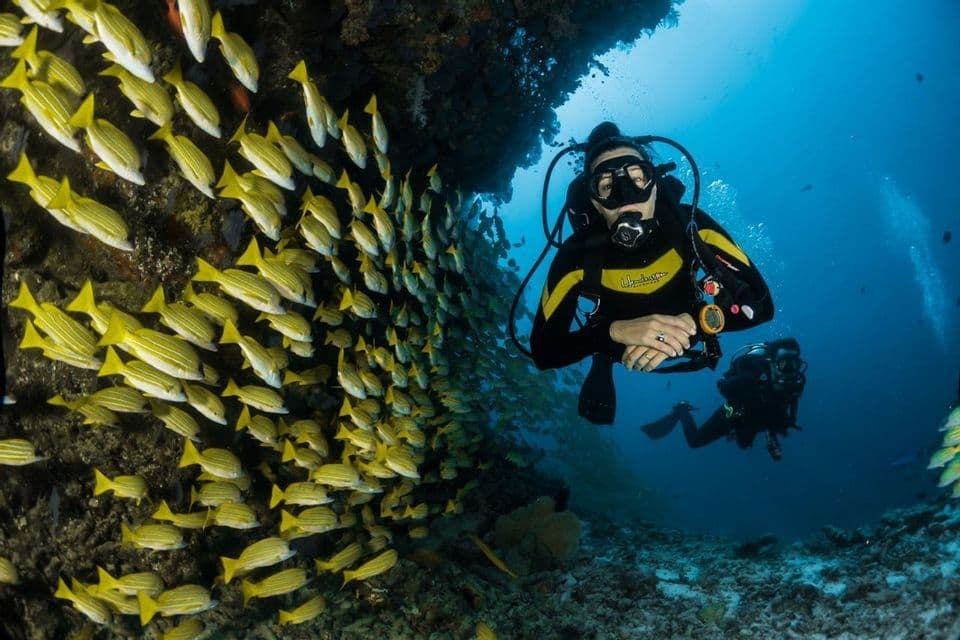 Dos buceadores en un viaje en grupo de WeRoad nadan junto a un gran banco de peces amarillos cerca de un arrecife submarino.