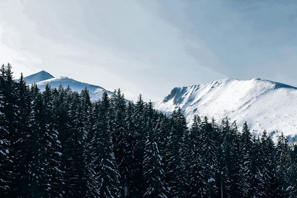 A dense forest of snow-dusted pine trees stands before towering, snow-covered mountains under a pale sky.