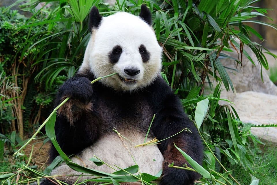 A giant panda sits amongst lush green foliage while eating a stalk of bamboo.