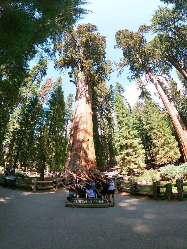 Un voyage en groupe WeRoad posant ensemble devant le gigantesque General Sherman Tree dans une forêt de séquoias.