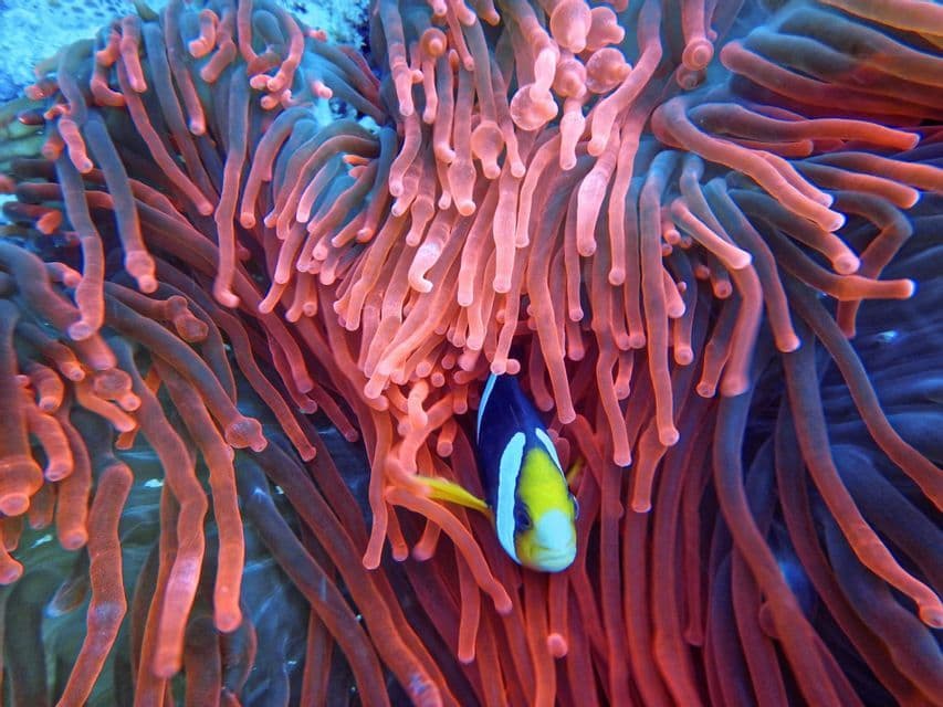Un poisson-clown noir, blanc et jaune apparaît parmi les tentacules rose-orangé d'une anémone de mer.