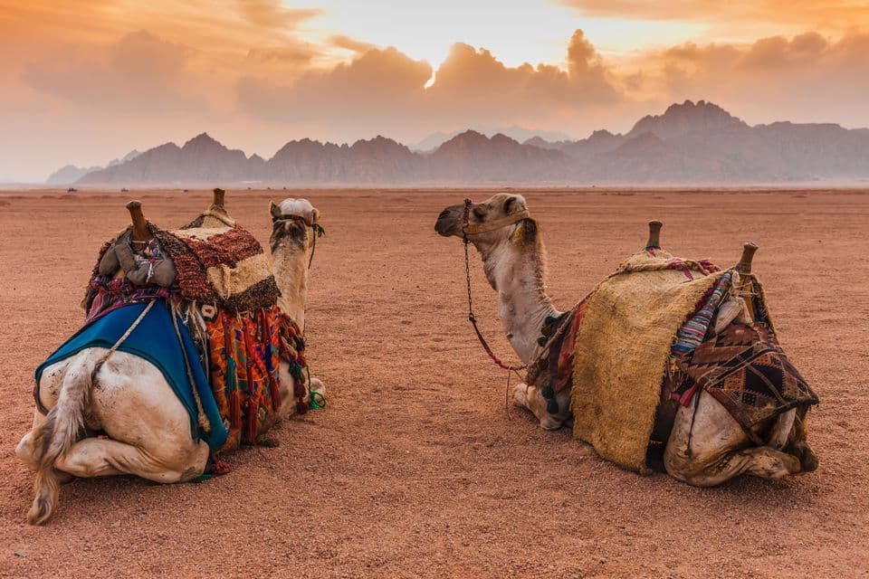 Deux chameaux sellés se reposant sur le sable rouge du désert avec une chaîne de montagnes en arrière-plan sous un ciel de coucher de soleil nuageux.