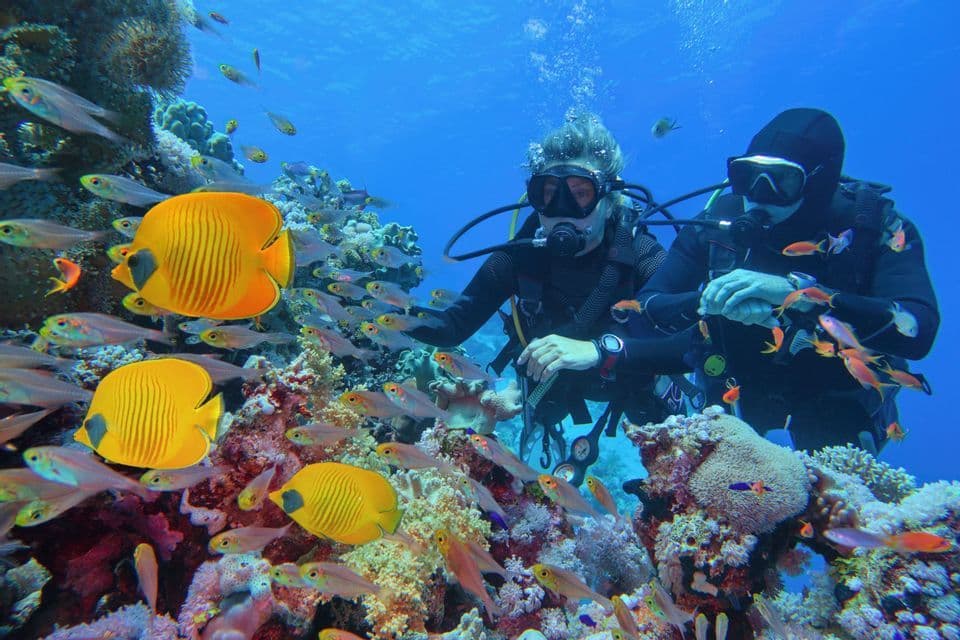 Deux membres du groupe WeRoad faisant de la plongée sous-marine parmi un récif corallien coloré grouillant de poissons-papillons jaunes et d'autres petits poissons.
