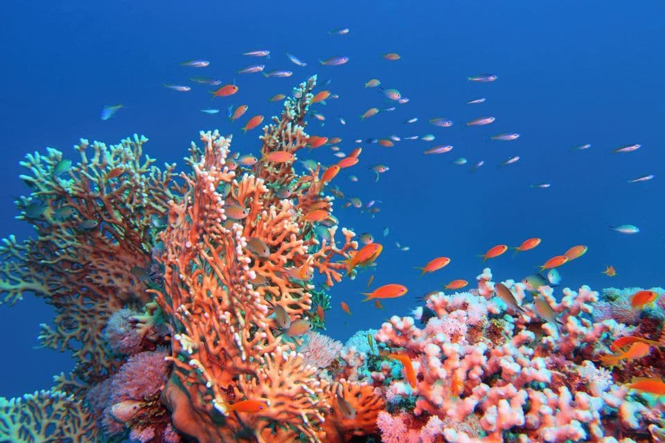 Un banc de petits poissons colorés nage autour d'un récif corallien vibrant dans l'eau d'un bleu profond.
