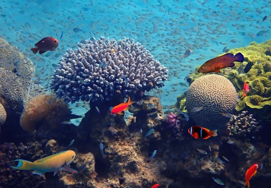 Une vue sous-marine d'un récif corallien avec de nombreux poissons tropicaux colorés nageant parmi des coraux cerveaux et d'autres formations.