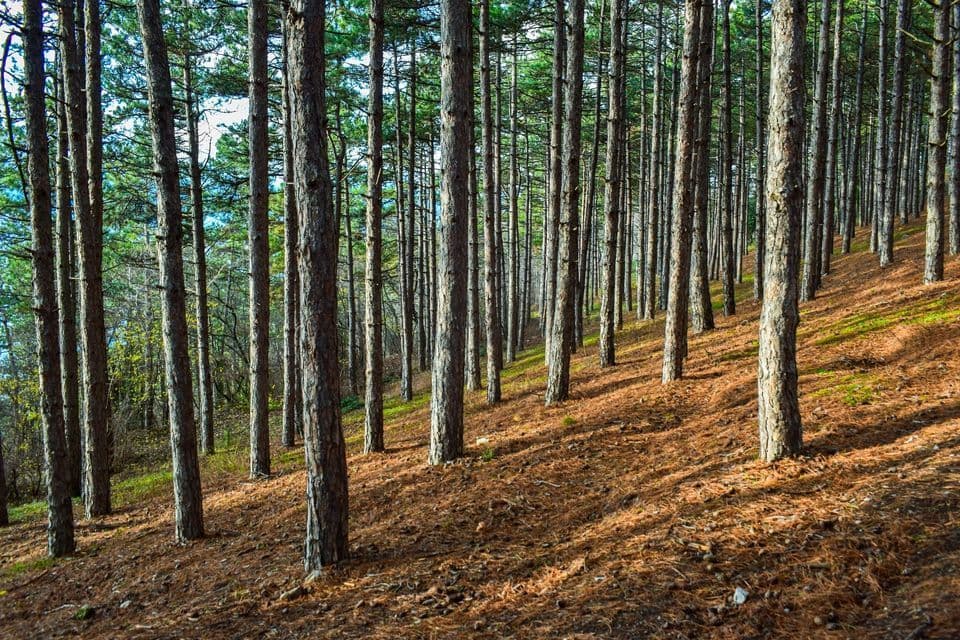 Alti pini si stagliano in filari su un pendio soleggiato e in declivio, ricoperto di aghi di pino marroni, proiettando lunghe ombre.