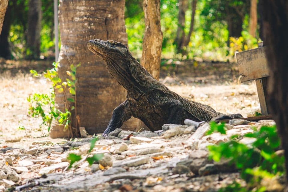 Ein Komodowaran hebt seinen Kopf, während er auf felsigem Terrain in einem sonnenbeschienenen Wald ruht.