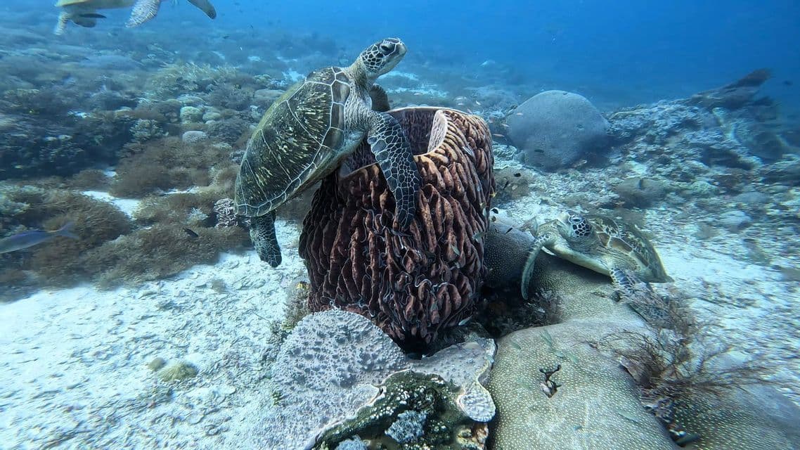 Eine große Meeresschildkröte sitzt auf einem Fassschwamm auf dem Meeresboden, während eine andere Schildkröte in der Nähe auf dem Korallenriff ruht.