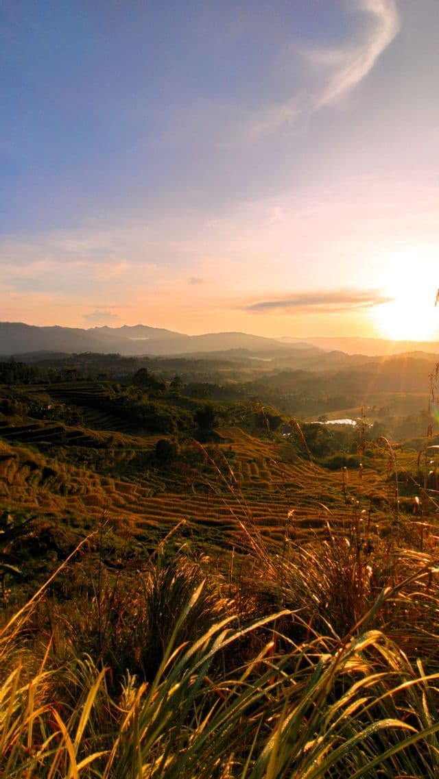 Ein Blick auf goldene, terrassierte Hügel bei Sonnenaufgang, mit hohen Grashalmen im Vordergrund und Bergen in der Ferne.