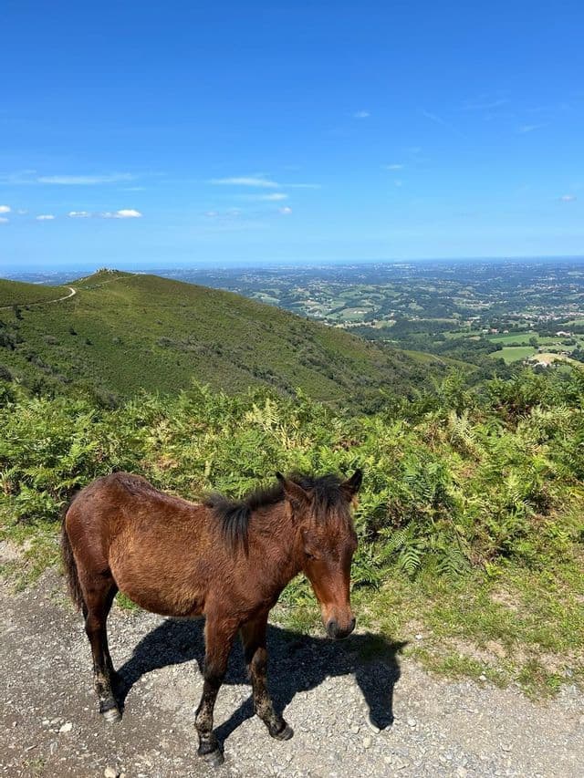 Un petit cheval brun se tient sur un chemin de gravier entouré de fougères, surplombant une vaste vallée verte et la mer lointaine.