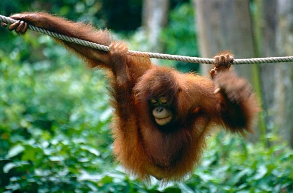 Un joven orangután de pelaje rojizo cuelga de una cuerda gruesa en la jungla.