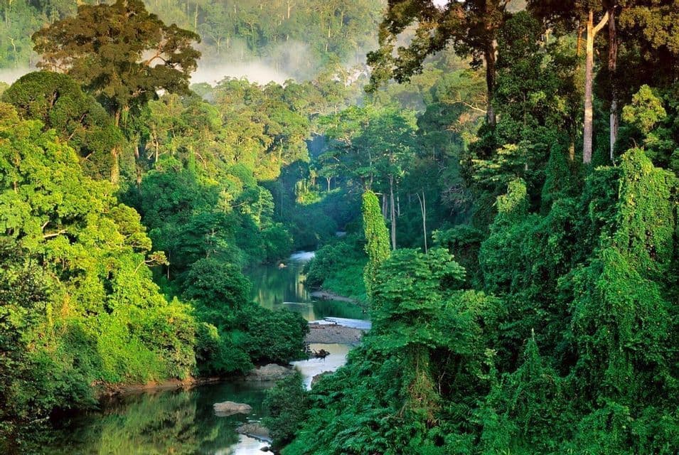 Un río serpentea a través de una selva tropical densa y verde con niebla que se eleva de los árboles al fondo.