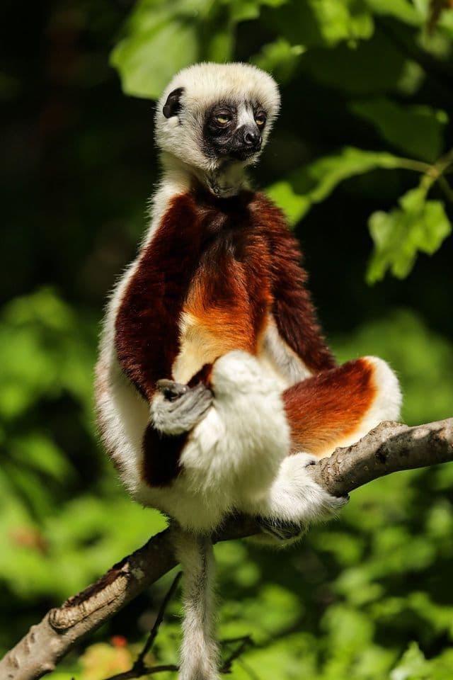 A Coquerel's sifaka lemur with white and reddish-brown fur sits upright on a tree branch against a green, leafy background.