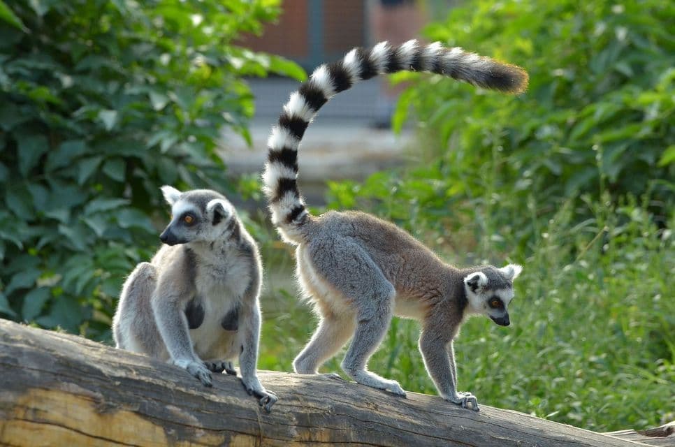A ring-tailed lemur sits on a log while another walks past, its black-and-white striped tail arched high.