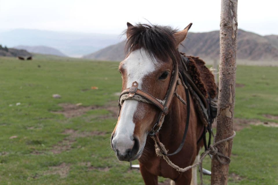 Un cheval sellé, brun et blanc, est attaché à un poteau en bois dans un pâturage de montagne vert sous un ciel nuageux.