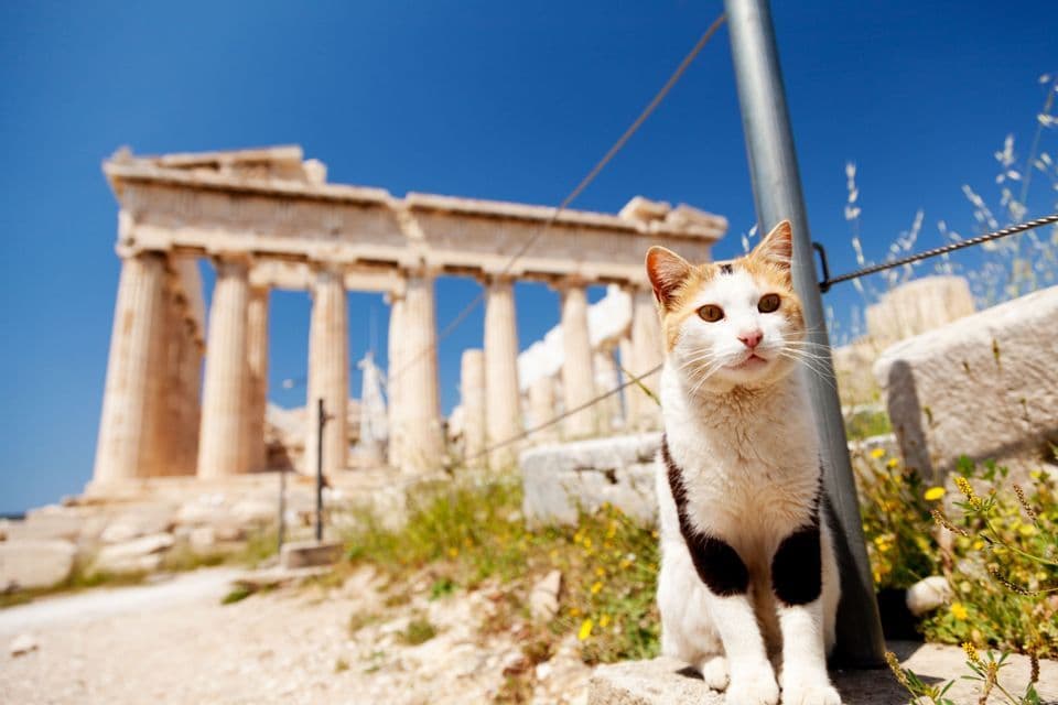 Un gato calicó con manchas marrones y negras se sienta en un muro de piedra, con ruinas de templos griegos antiguos visibles al fondo contra un cielo azul claro.