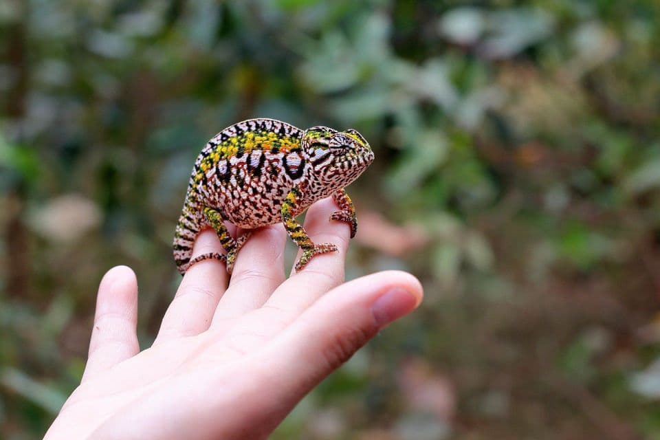 A colorful, patterned chameleon rests on a person's fingers against a blurred green foliage background.