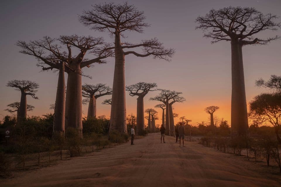 Eine WeRoad Gruppenreise steht bei Sonnenuntergang auf einem breiten Feldweg, gesäumt von großen Baobab-Bäumen.