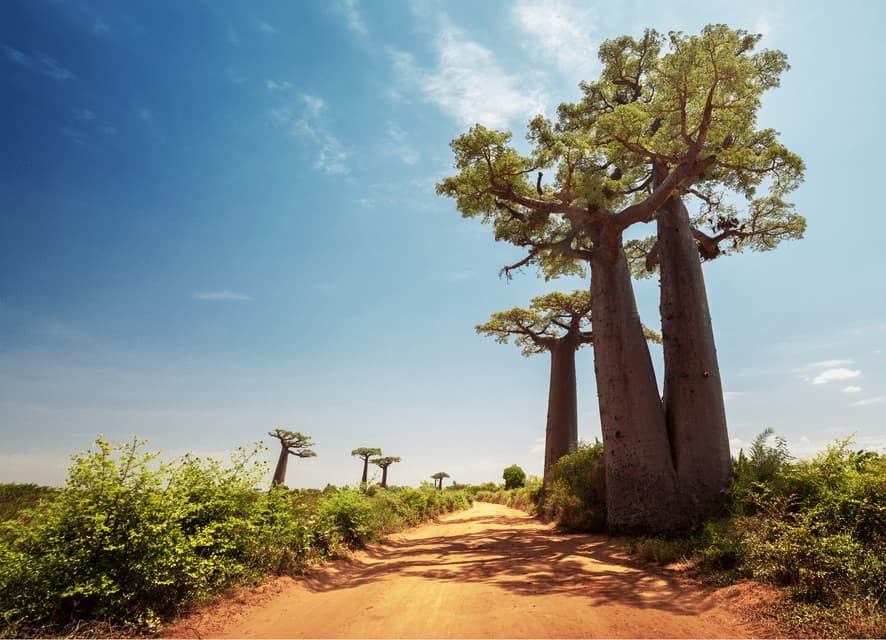 Hohe Baobab-Bäume mit dicken Stämmen säumen eine sandige Piste in einer grünen Landschaft unter einem strahlend blauen Himmel.
