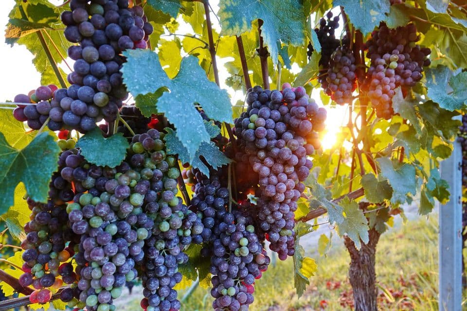 Grappoli d'uva viola che maturano su una vite in un vigneto, con il sole che filtra tra le foglie.