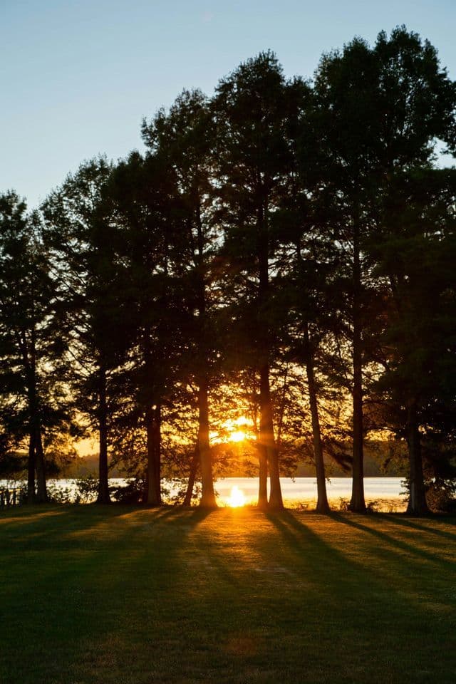 Le soleil couchant brille à travers les arbres en contre-jour, projetant de longues ombres sur une pelouse verdoyante au bord d'un lac.