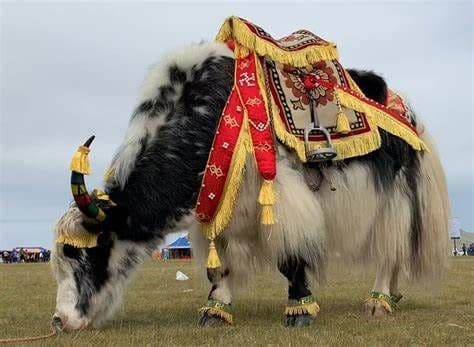 Uno yak bianco e nero con una sella decorativa colorata pascola in un campo erboso.