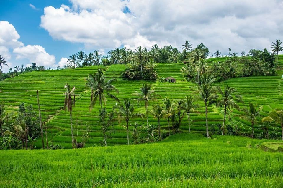 Exuberantes terrazas de arroz verde cubren una ladera salpicada de palmeras bajo un cielo azul parcialmente nublado.