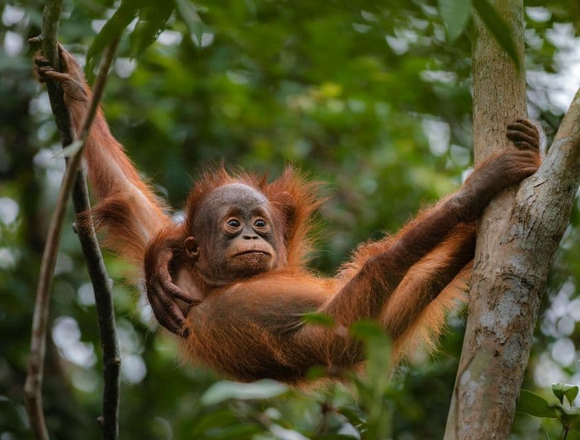 Un orangután joven con pelaje marrón rojizo cuelga entre las ramas de los árboles en una exuberante jungla verde.