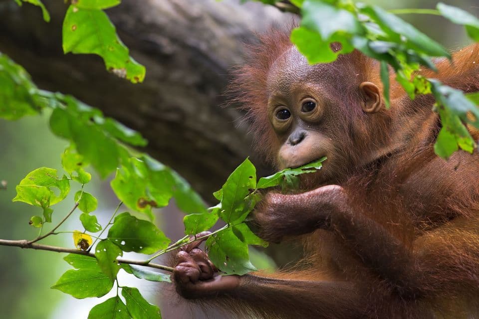 Un joven orangután se sienta entre hojas verdes, sosteniendo una pequeña rama y masticando una hoja.
