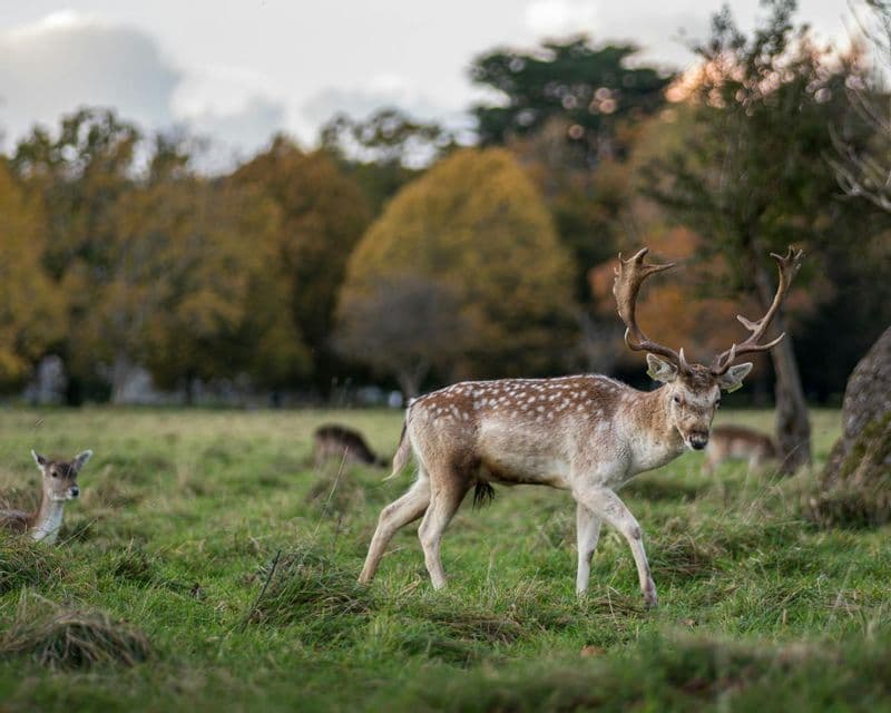 Un daim tacheté avec de grands bois traverse un champ herbeux avec des arbres d'automne en arrière-plan.