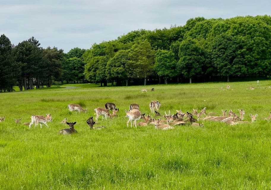 Un grand troupeau de cerfs se reposant et paissant dans un champ d'un vert éclatant devant une forêt dense sous un ciel nuageux.