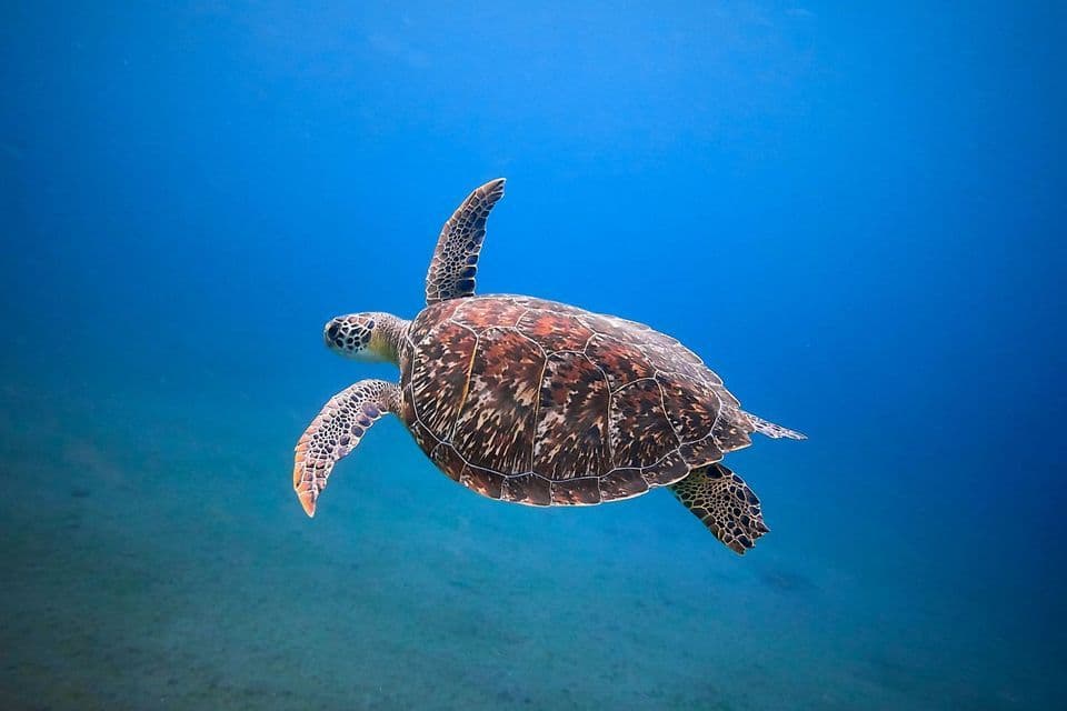 A sea turtle with a brown and white patterned shell swims through clear, deep blue water over a sandy seabed.