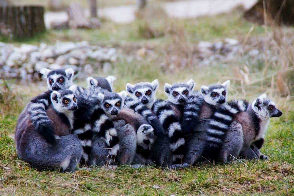 A large group of ring-tailed lemurs huddles together on a patch of grass in a natural setting.