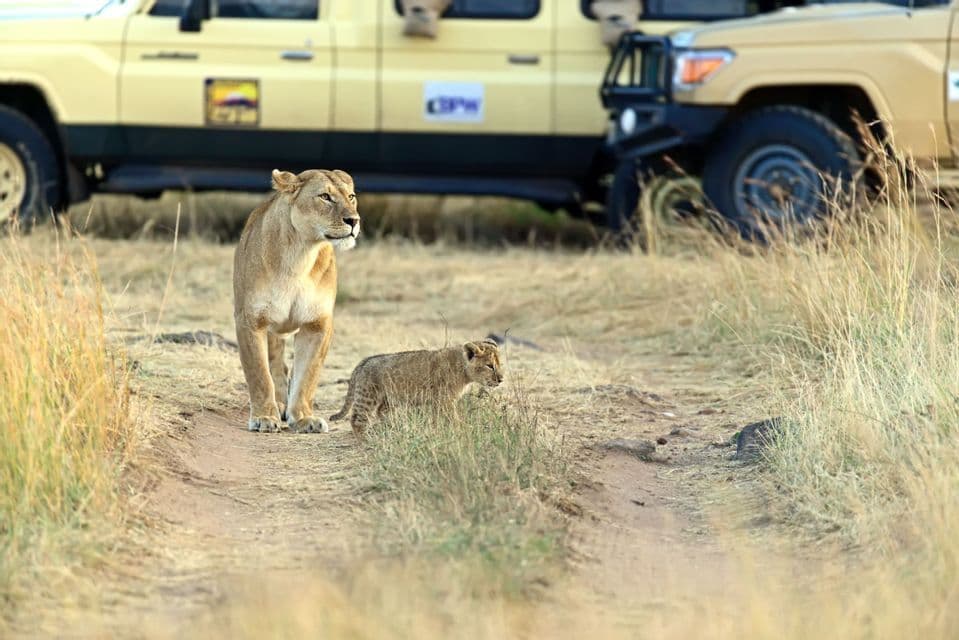 Una leona y su cría se encuentran en un camino de tierra en una sabana, con vehículos de safari aparcados al fondo.