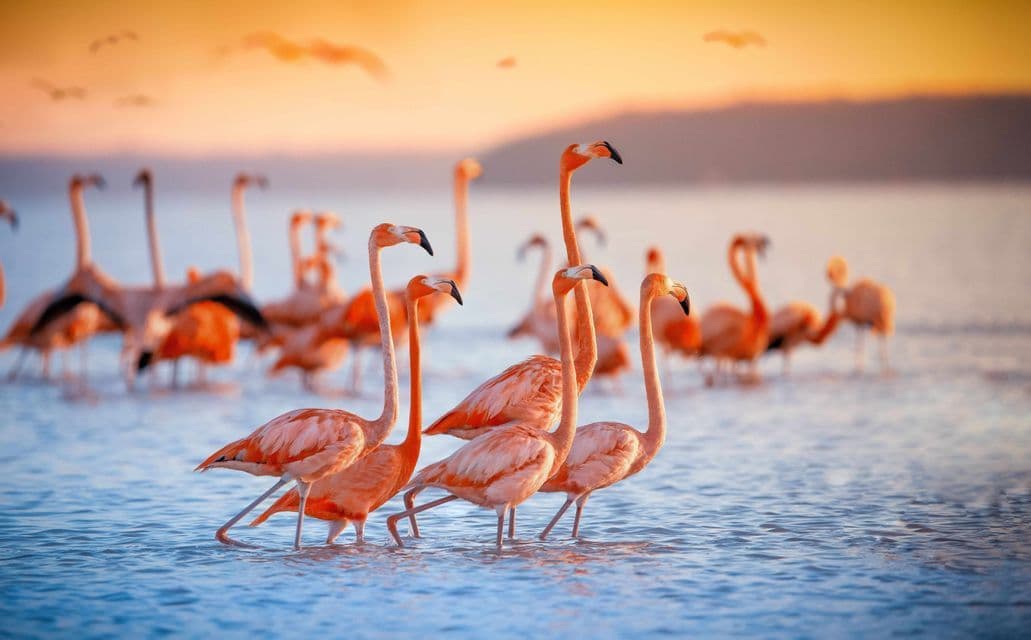 A flock of pink flamingos wading in shallow water, illuminated by the warm light of a sunset.
