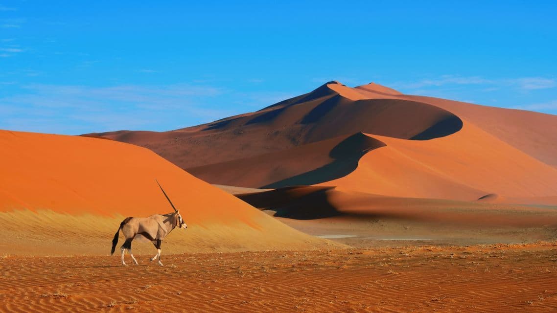Un oryx cammina sulla sabbia davanti a imponenti dune arancioni sotto un cielo azzurro limpido.