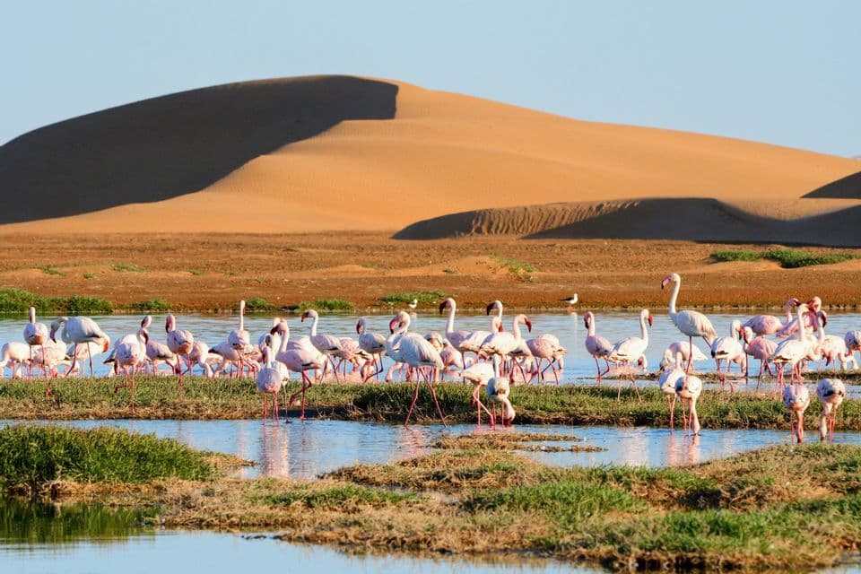 Uno stormo di fenicotteri guada in una zona umida con grandi dune di sabbia sullo sfondo sotto un cielo sereno.