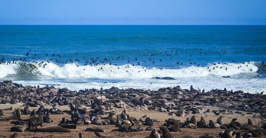 Una grande colonia di foche riposa su una spiaggia rocciosa mentre uno stormo di uccelli vola sopra un'onda che si infrange sotto un cielo limpido.