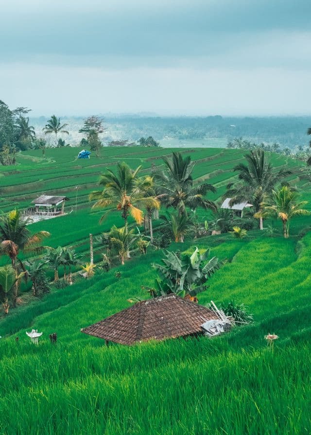 Una vista su vivaci risaie terrazzate verdi, con palme e una piccola capanna in primo piano.