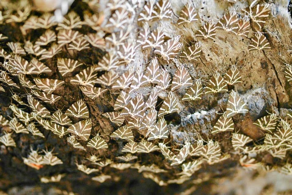 Un grande gruppo di falene con ali a strisce marroni e bianche che riposano sulla corteccia ruvida di un albero.