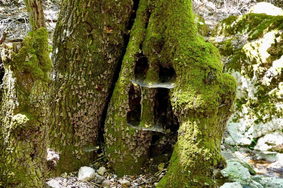 Centinaia di farfalle affollavano la corteccia muschiosa dei tronchi d'albero in una foresta, con ragnatele in un incavo.