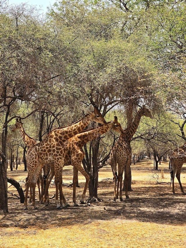 Una mandria di giraffe si raduna sotto alberi frondosi in una boscaglia arida e soleggiata.